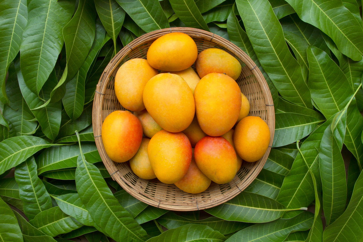 The consumption of sound mangoes is beneficial for you